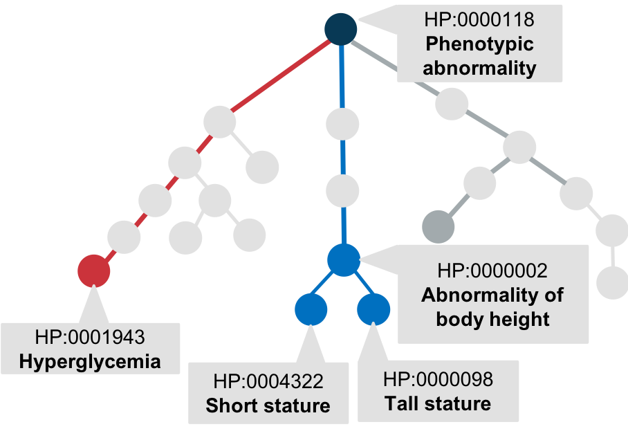 The hierarchy of Human Phenotype Ontology